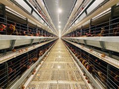 西班牙金耐尔公司（GANAL）和河南金凤正式开展全